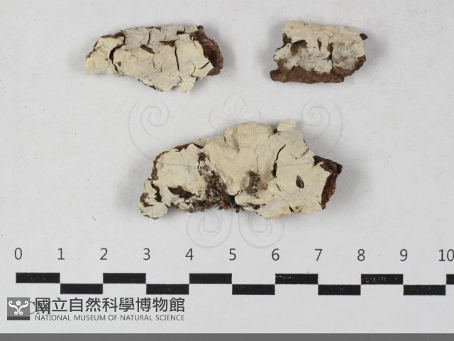 燈籠囊擬射脈菌藏品圖，第1張