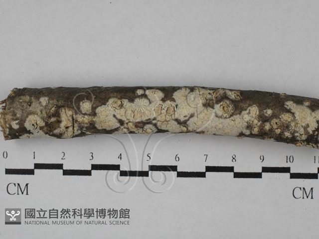 絲皮菌屬藏品圖，第1張