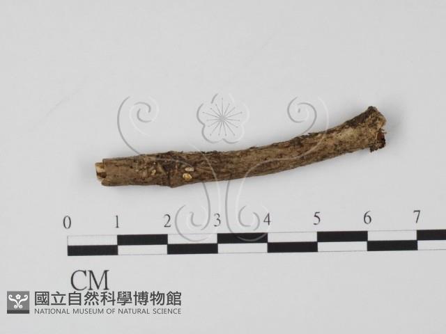 登錄號:F0020774藏品圖，第1張