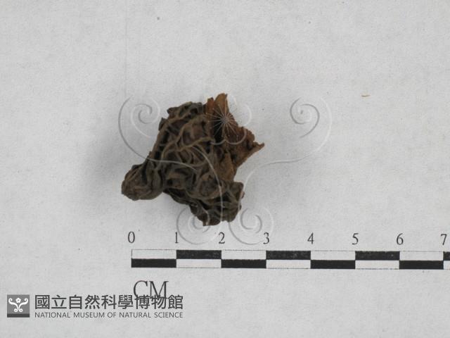 登錄號:F0000774藏品圖，第1張