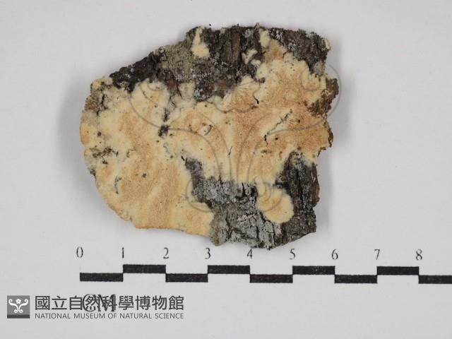 登錄號:F0030774藏品圖，第1張