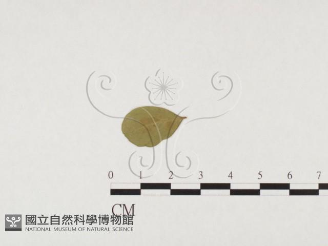 登錄號:F0026774藏品圖，第1張