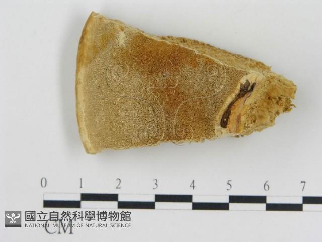 松生擬層孔菌藏品圖，第1張