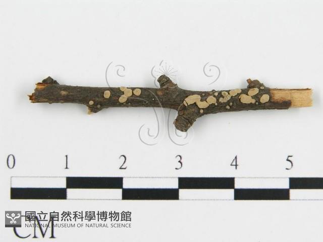 登錄號:F0016774藏品圖，第1張