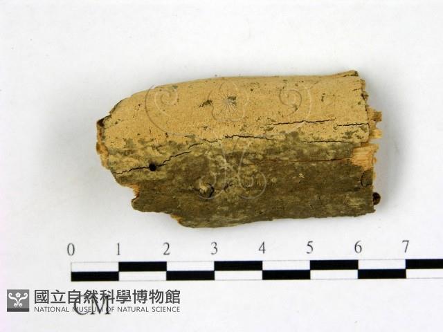 館號:F0021774藏品圖，第1張