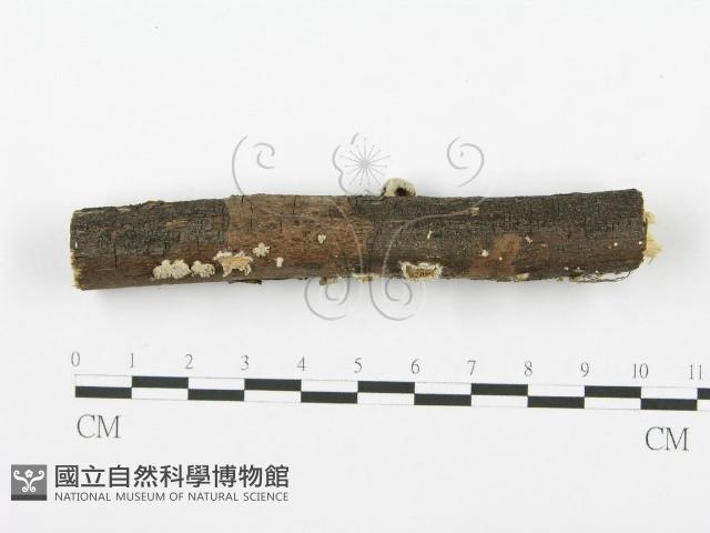 裂褶菌藏品圖，第1張