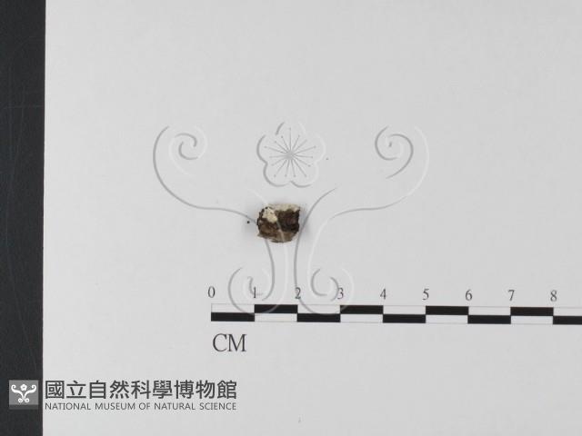 登錄號:F0024774藏品圖，第1張