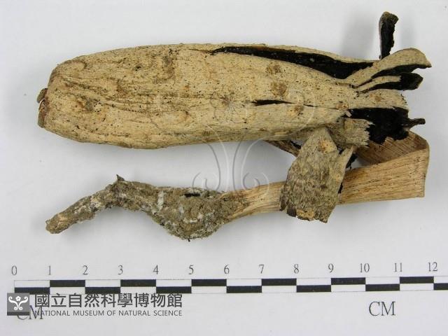 登錄號:F0004774藏品圖，第1張