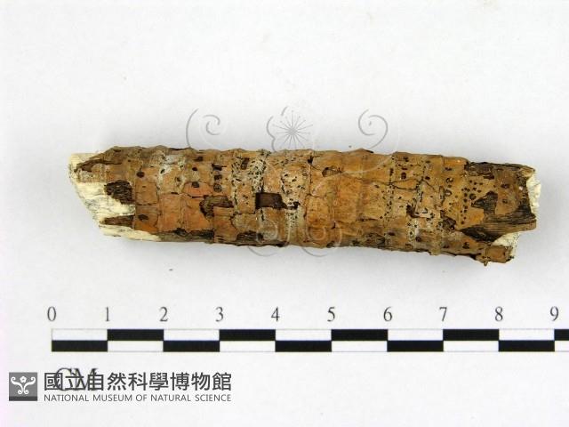 登錄號:F0014774藏品圖，第1張