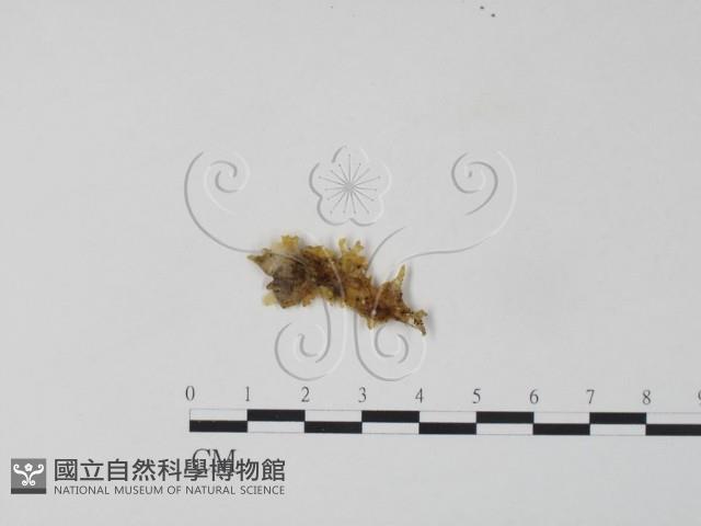 銀耳屬藏品圖，第1張