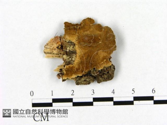 登錄號:F0017774藏品圖，第1張