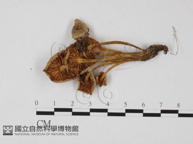 利氏小菇藏品圖，第1張