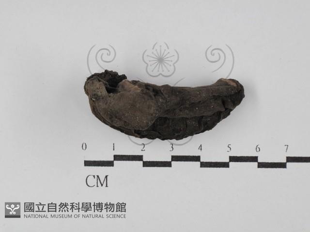 登錄號:F0029774藏品圖，第1張