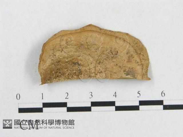 登錄號:F0009774藏品圖，第1張