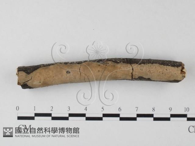 登錄號:F0023774藏品圖，第1張