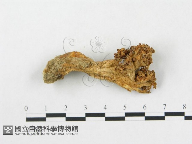 登錄號:F0003774藏品圖，第1張