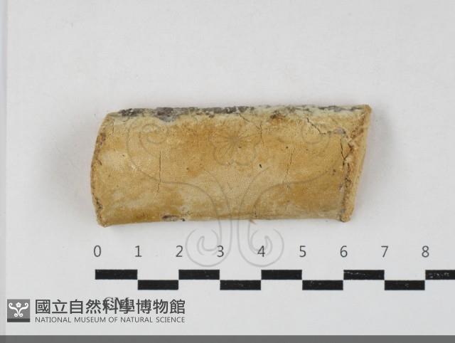 多年臥孔菌屬藏品圖，第1張