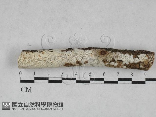 登錄號:F0028574藏品圖，第1張