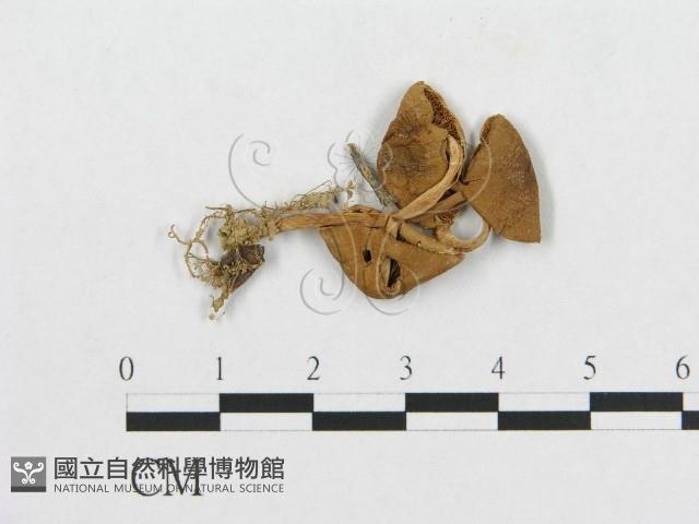 登錄號:F0008574藏品圖，第1張