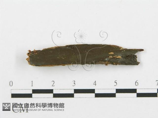 登錄號:F0000574藏品圖，第1張