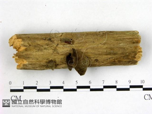 毛木耳藏品圖，第1張