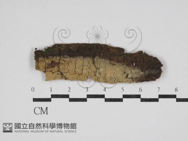 絲齒菌屬藏品圖，第1張