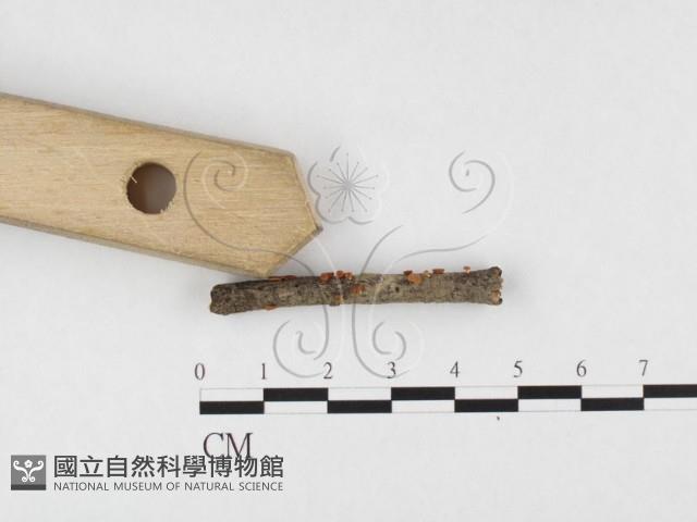 登錄號:F0026574藏品圖，第1張