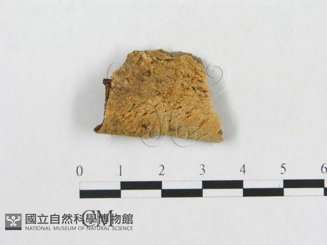 登錄號:F0006574藏品圖，第1張