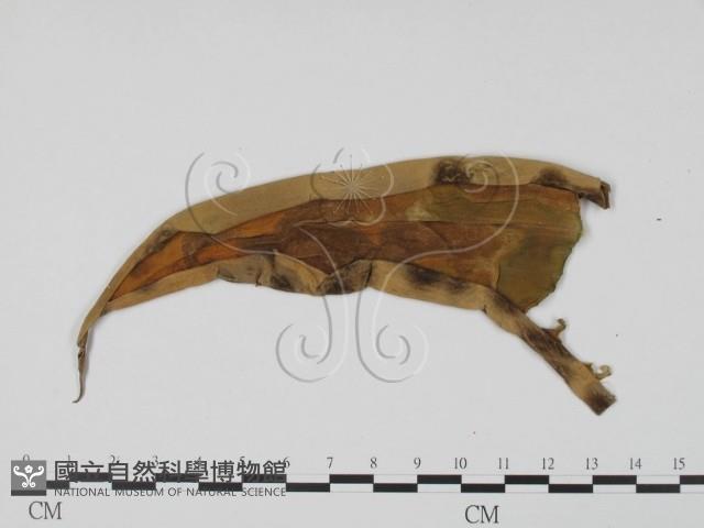 登錄號:F0016574藏品圖，第1張