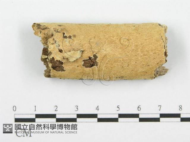 容氏菌屬藏品圖，第1張