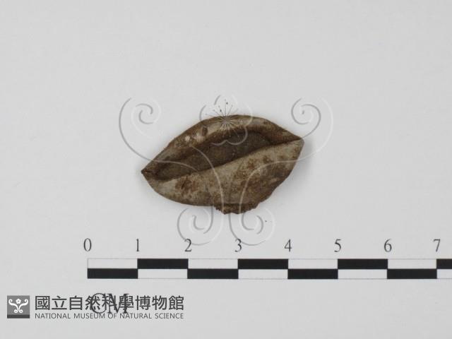 登錄號:F0011574藏品圖，第1張