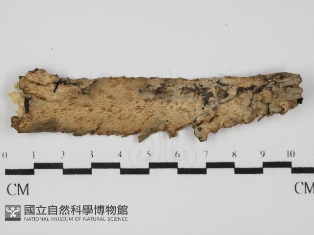 登錄號:F0031574藏品圖，第1張