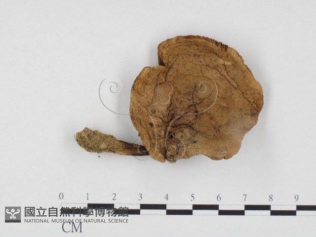 登錄號:F0024574藏品圖，第1張