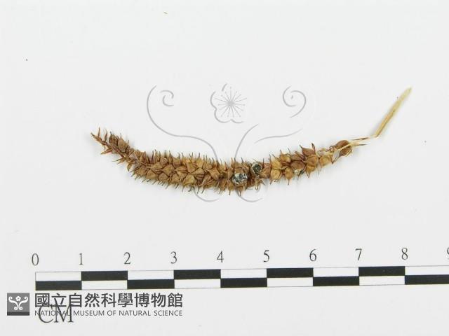 登錄號:F0004574藏品圖，第1張