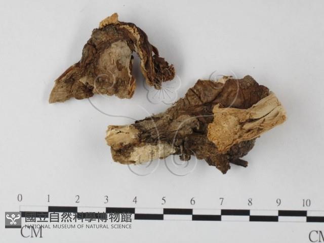 鵝膏屬藏品圖，第1張