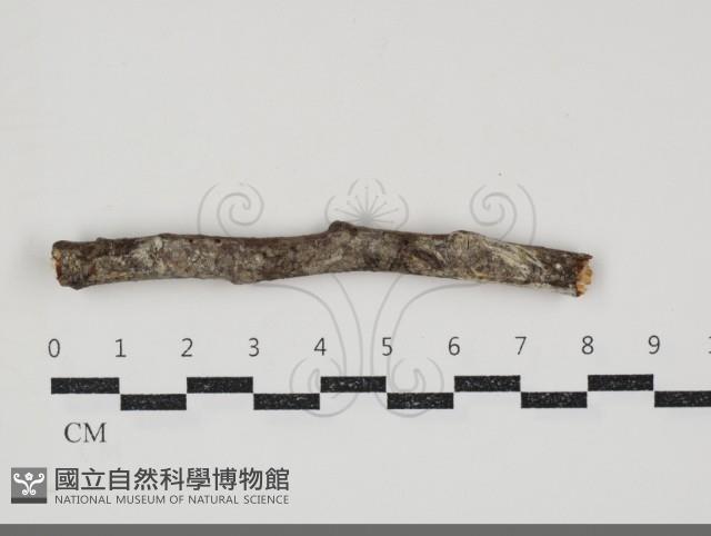 登錄號:F0034574藏品圖，第1張