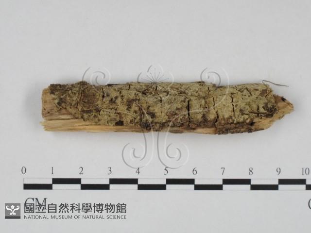 登錄號:F0022574藏品圖，第1張