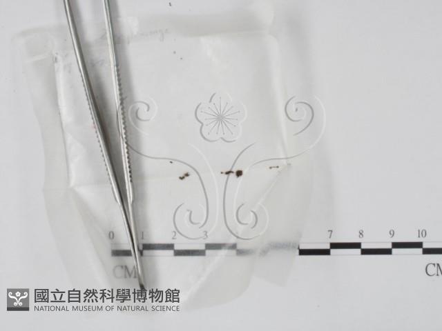 登錄號:F0002574藏品圖，第1張