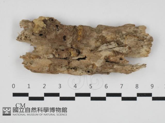 針齒銳岩菌藏品圖，第1張