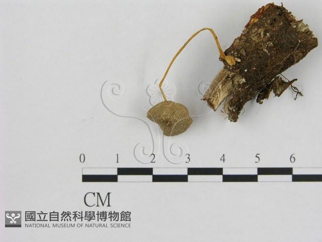 小菇屬藏品圖，第1張