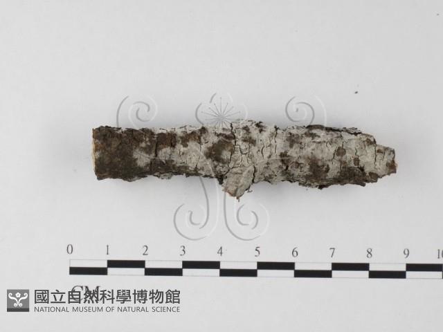 剛毛絲皮菌藏品圖，第1張