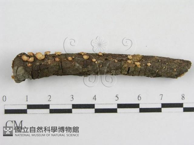 登錄號:F0005574藏品圖，第3張