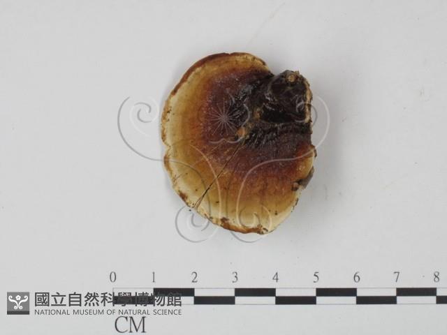 登錄號:F0015574藏品圖，第1張