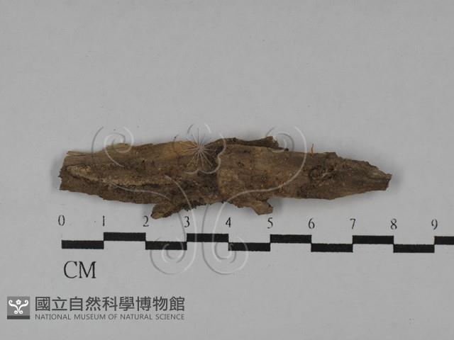 登錄號:F0029574藏品圖，第1張