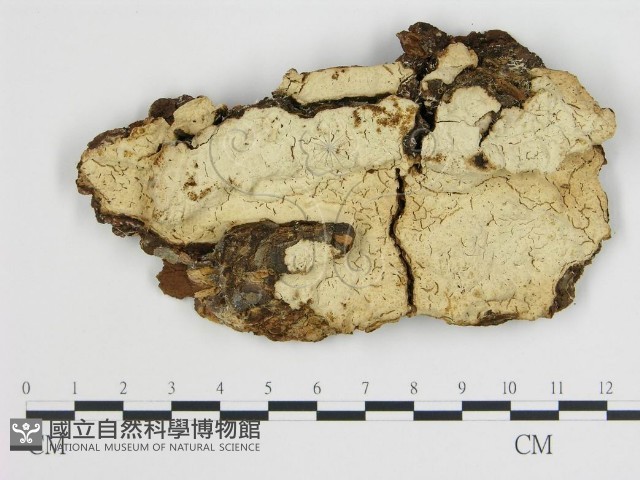 登錄號:F0009574藏品圖，第1張