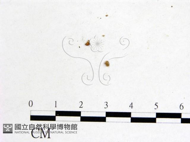 登錄號:F0019574藏品圖，第1張