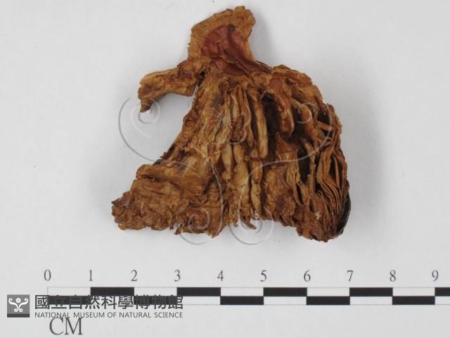 登錄號:F0023574藏品圖，第1張