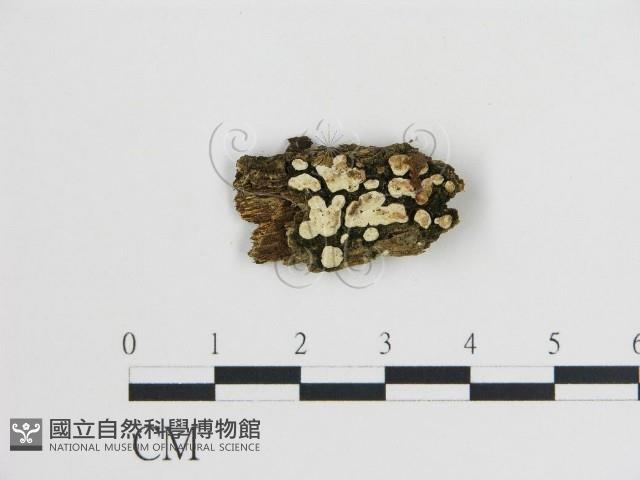 登錄號:F0013574藏品圖，第1張