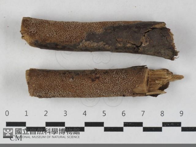 登錄號:F0033574藏品圖，第1張