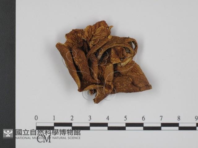 登錄號:F0008174藏品圖，第1張